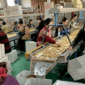 walnut kernel processing factory