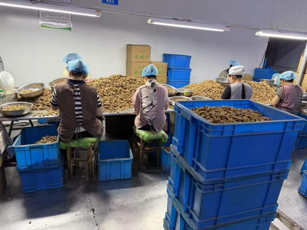 walnut kernel processing factory