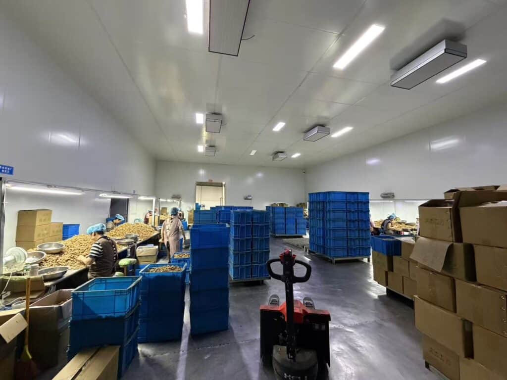 walnut kernel processing factory