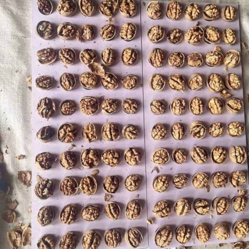 185 walnuts