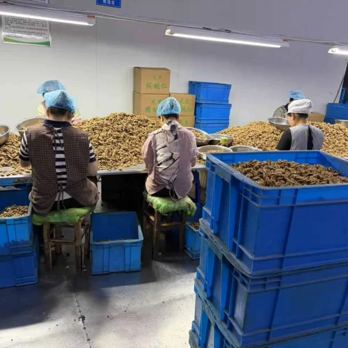 walnut kernel processing factory