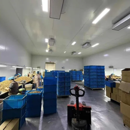 walnut kernel processing factory